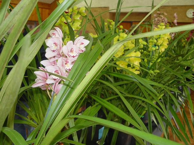 orchids-june10 010.JPG